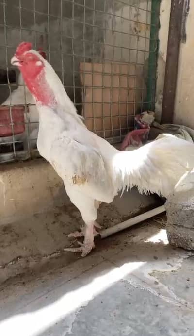 Mianwali heera male