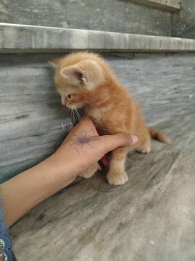 mix Persian