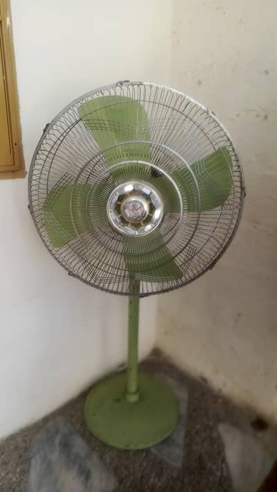 Hamlia Fan