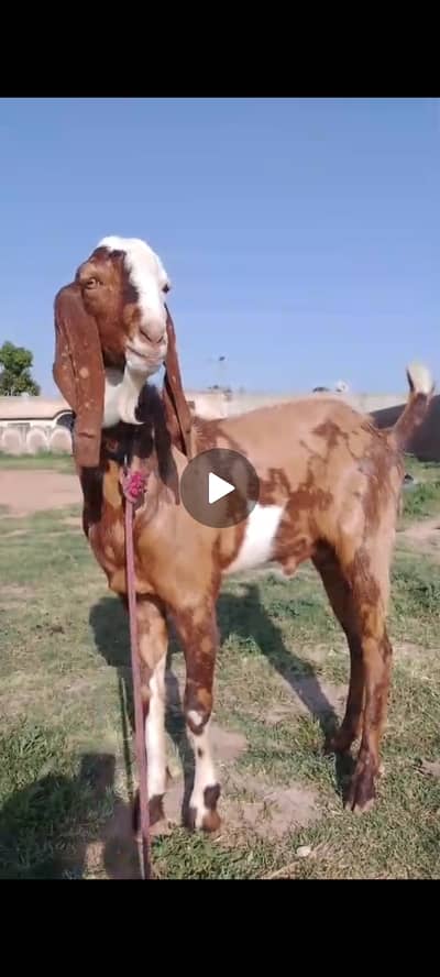 Bakra | Goat | Desi bakra | 2 dant | Qurbani 2026