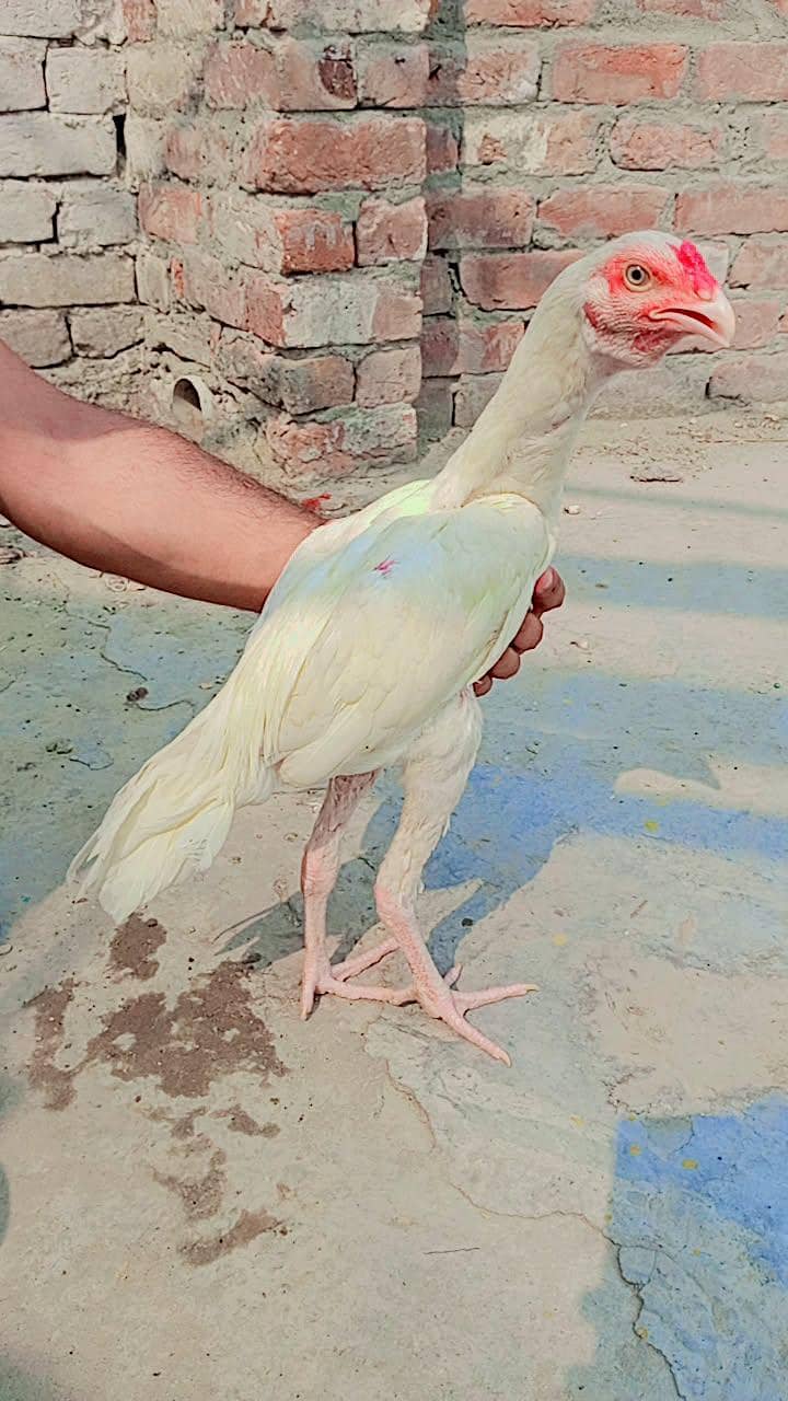 heera patha 0