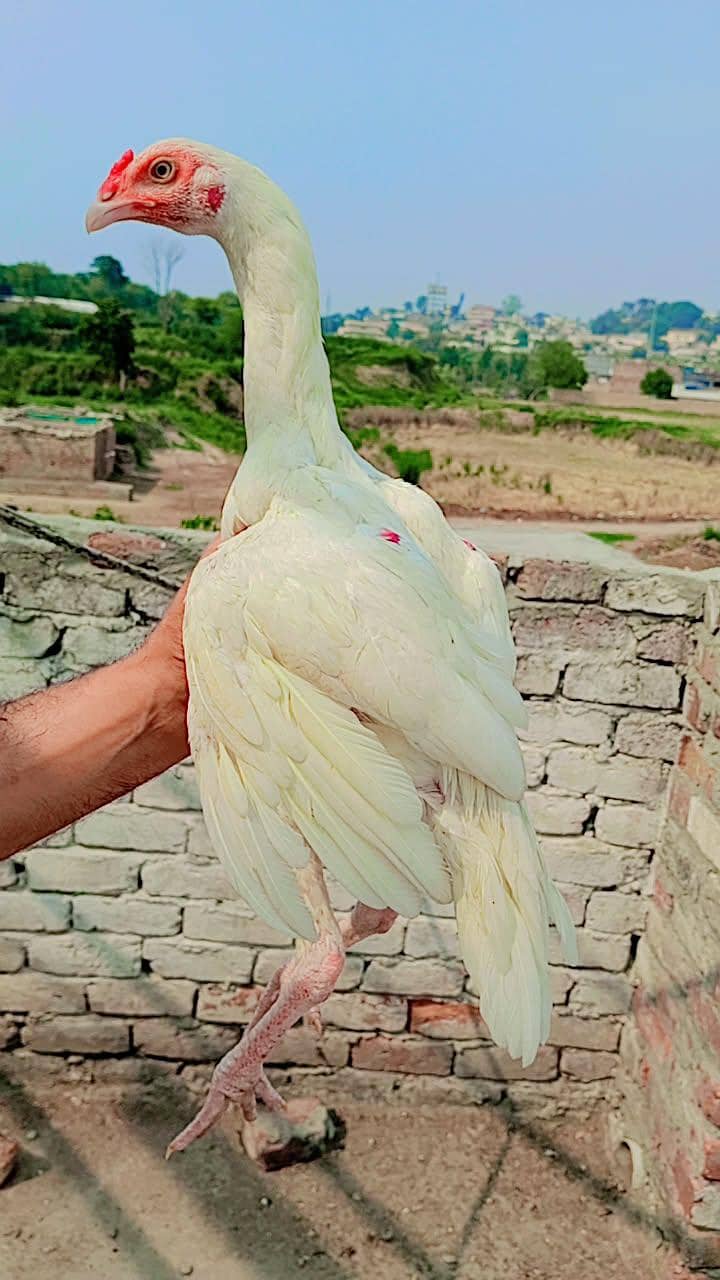 heera patha 1