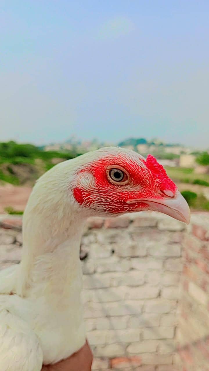 heera patha 2