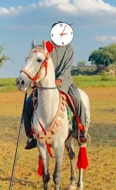 pure Desi horse