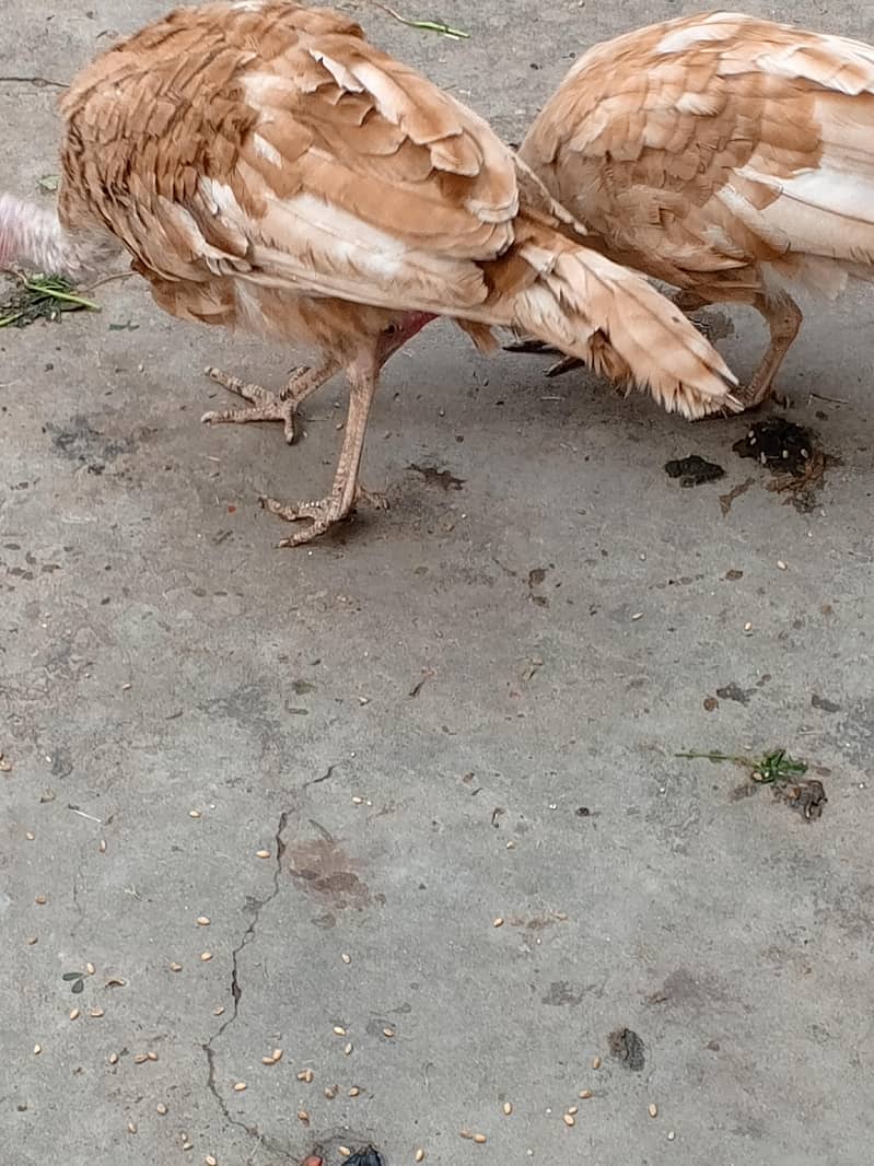 ٹرکی اڈلٹ جوڑا 1