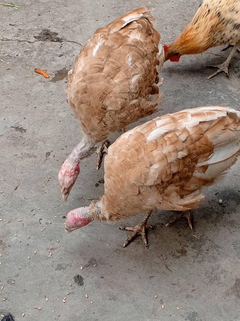 ٹرکی اڈلٹ جوڑا 2
