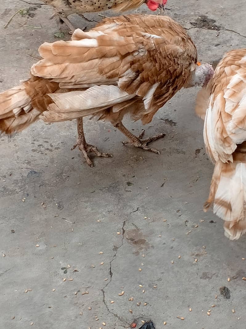 ٹرکی اڈلٹ جوڑا 3