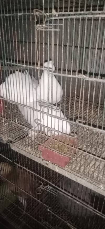 laqa pigeon 03002099783
