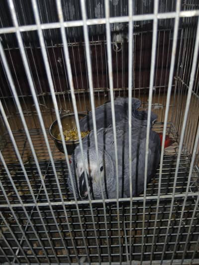 2x African Grey Chicks