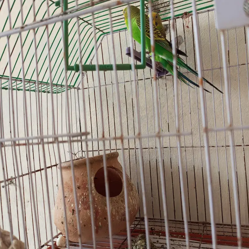  parrot with cage