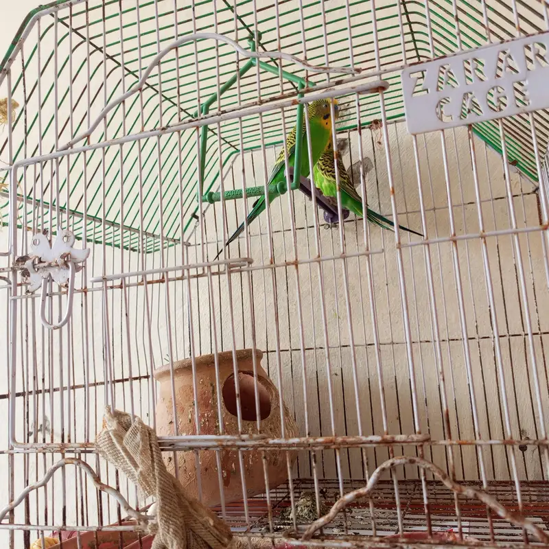  parrot with cage — photo 2
