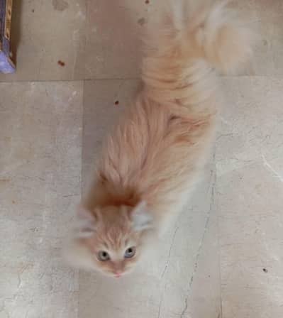 persian kitten