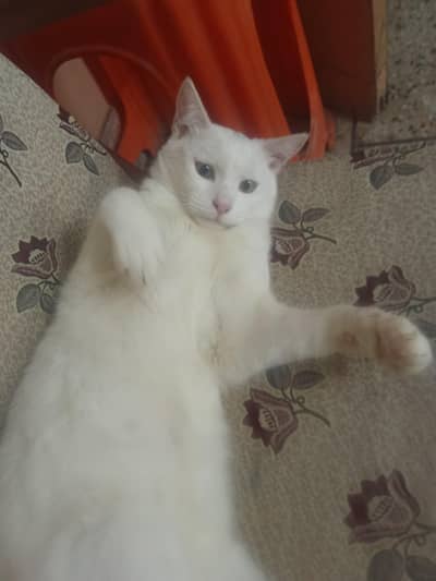 Male Persian Cat
