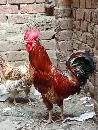 1 murga 2 murgya