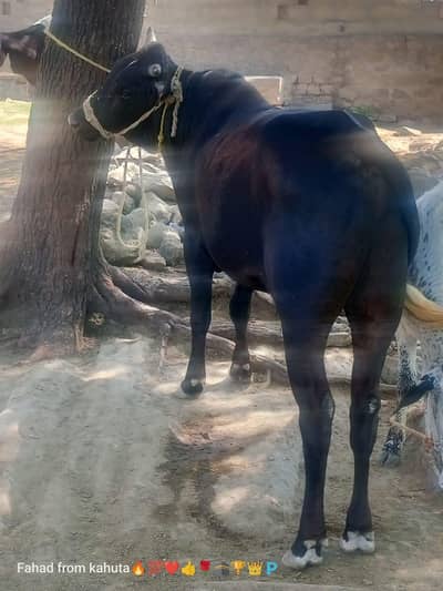 Home-raised bull for sale for sacrifice
