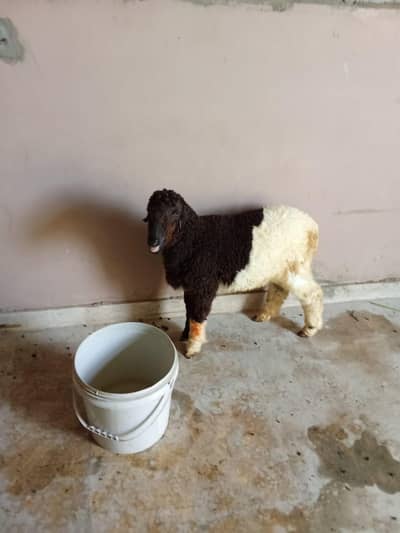 sheep