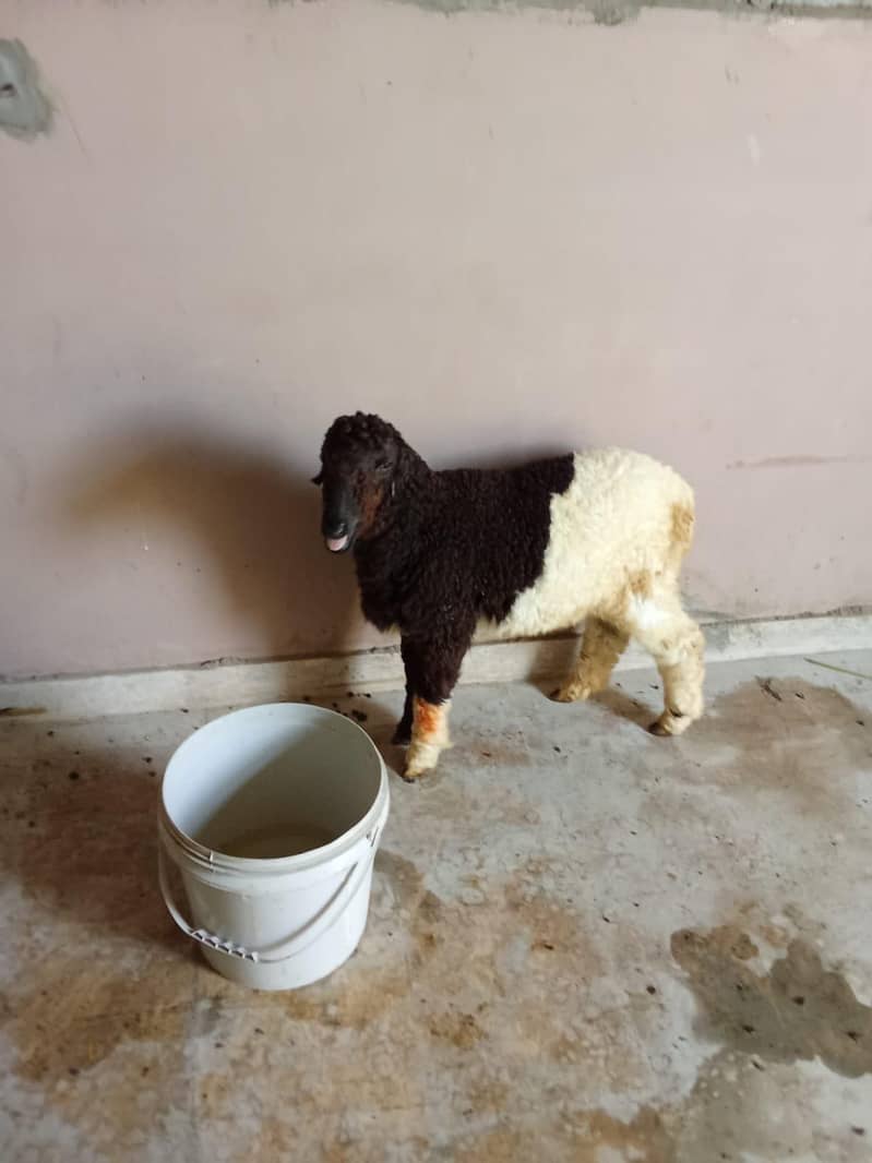 sheep 0