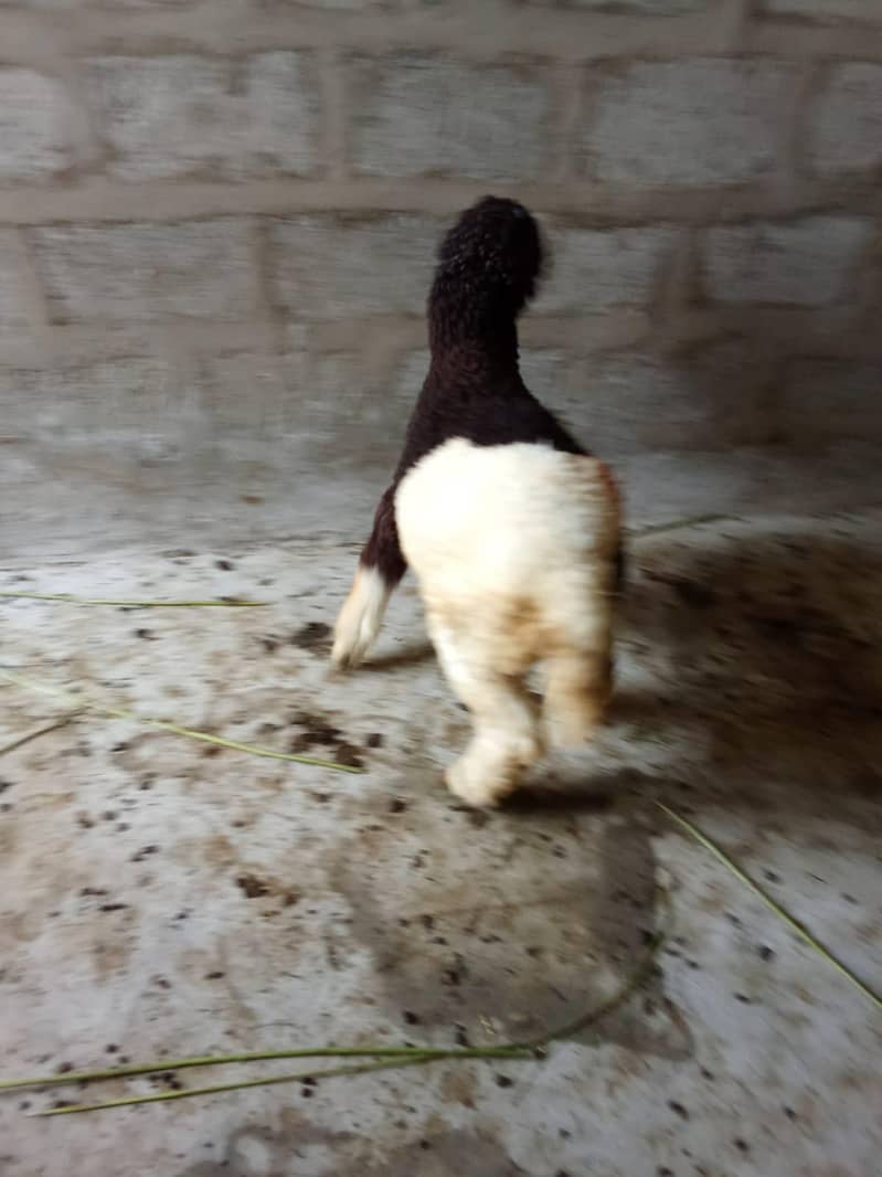 sheep 1