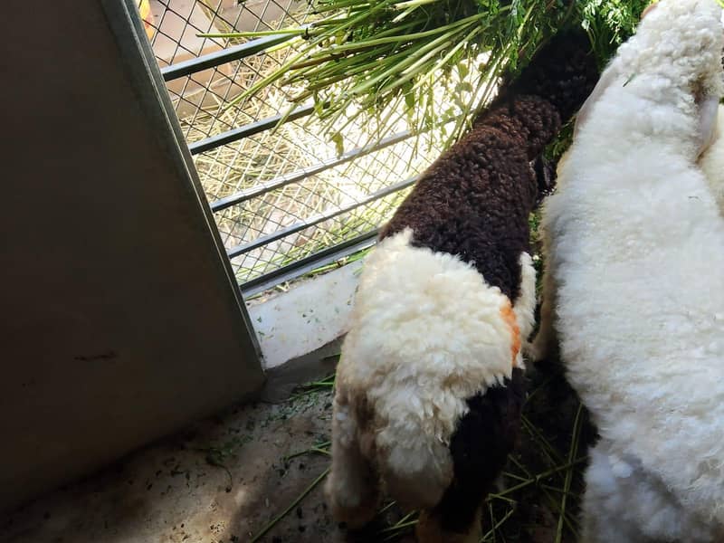sheep 2