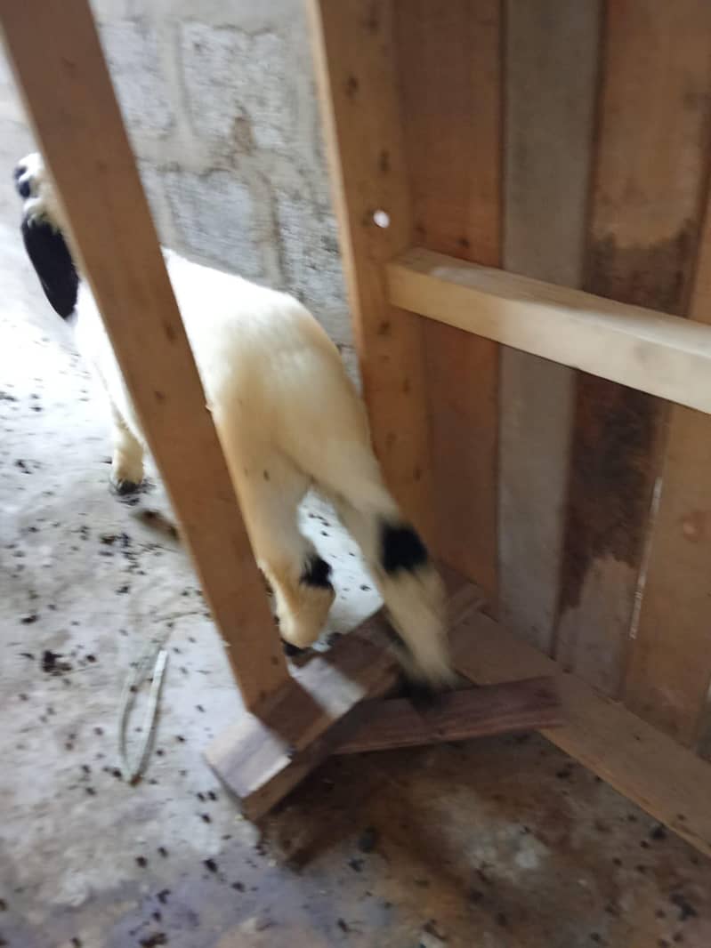 sheep 3