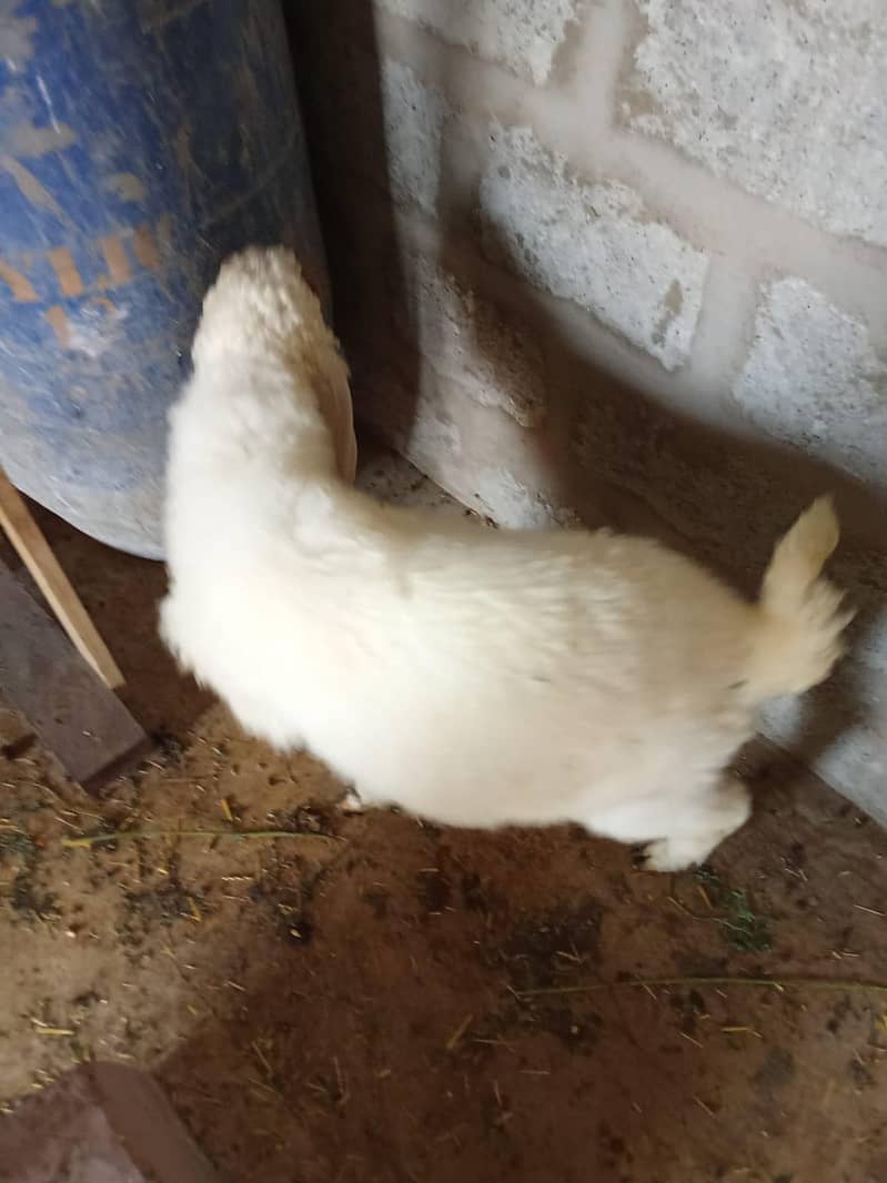 sheep 4