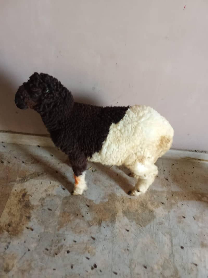 sheep 5
