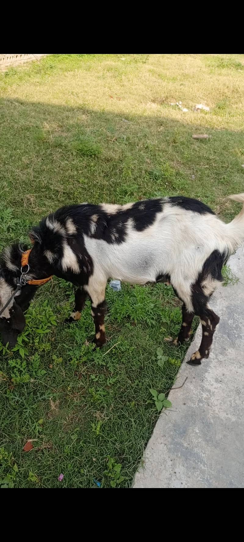 donda bakra 0