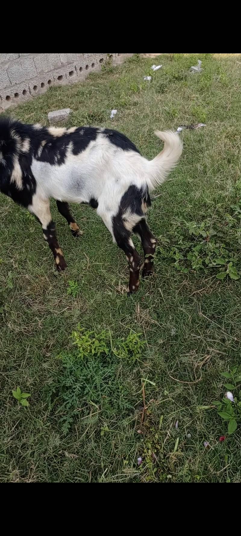 donda bakra 1