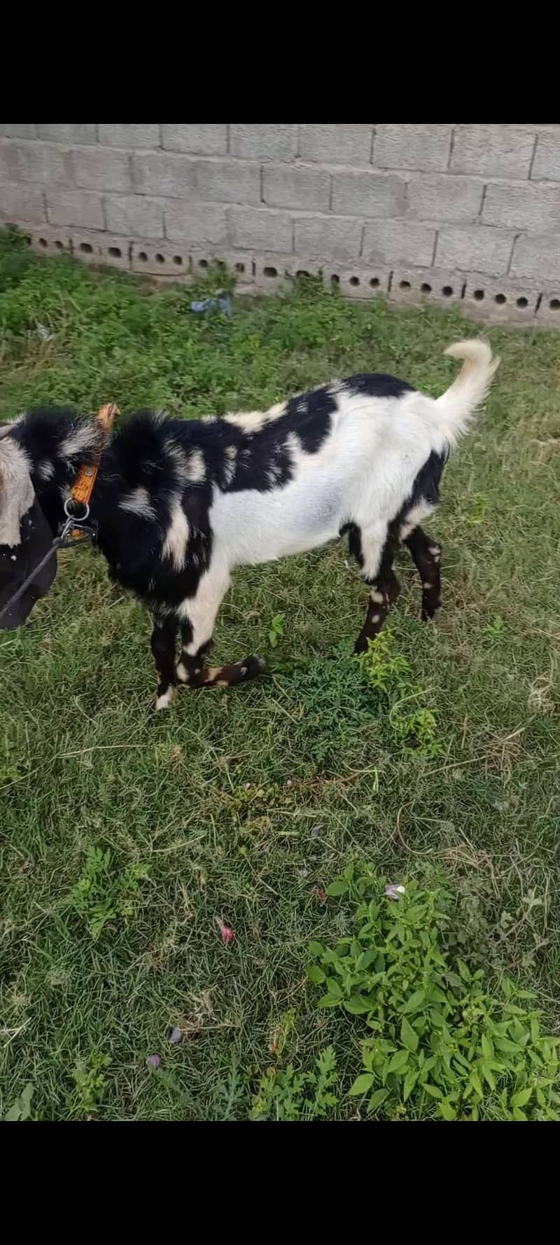 donda bakra 3