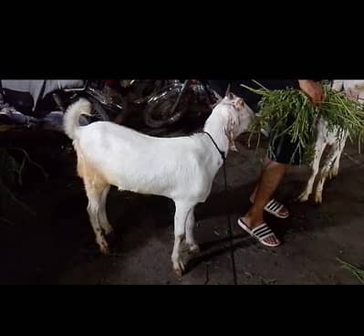 khassi bakra 2 dant