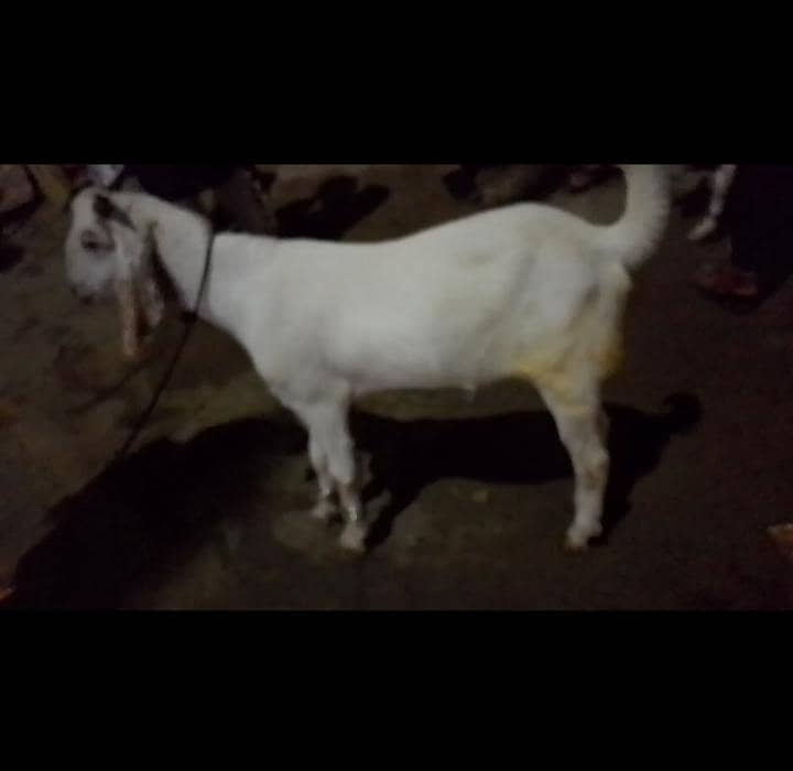 khassi bakra 2 dant 3