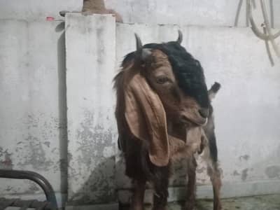 Healthy & Active bakra for Sale – Good Breed & Well Maintained