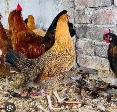 golden misri