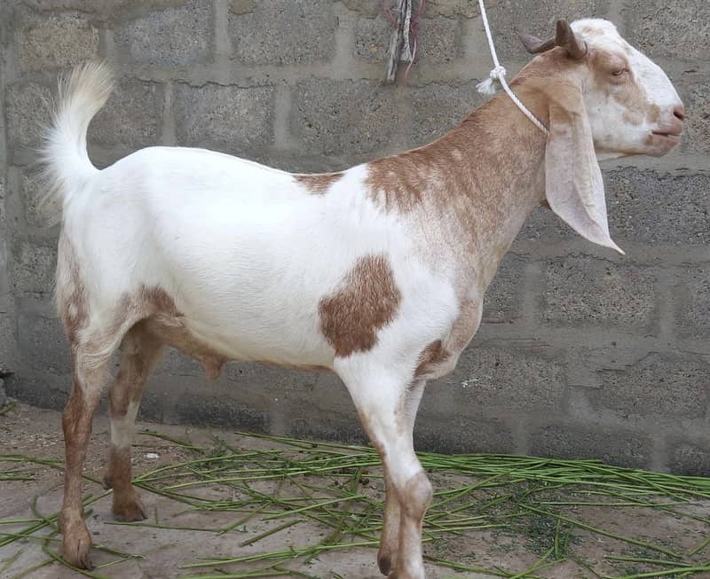 Bakra 0