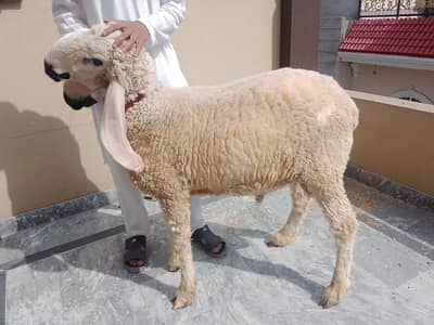 Home Raised Sheep