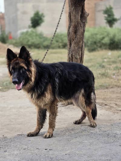 Best long coat German shepherd