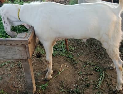 Eid k liye 2 bakre for sale fresh owner bakra