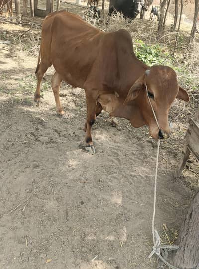 بیل، بچھڑا    Bulls