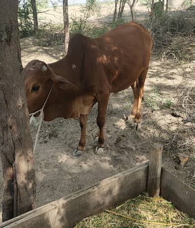 بیل، بچھڑا    Bulls