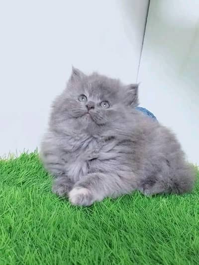 Persian kitten for sale only contact whatup  03292450497