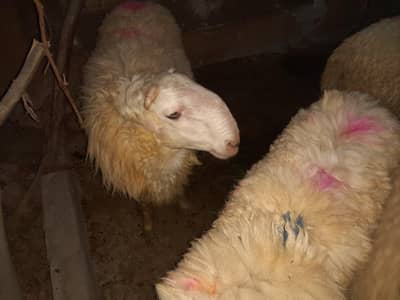 qurbani 2026