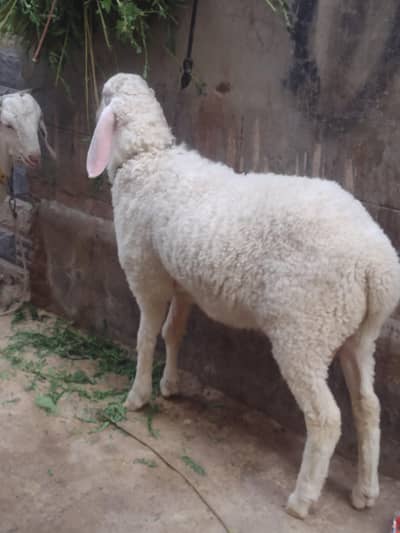 dumba for qurbani sell