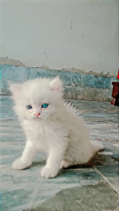 Persian cat. kitten. cat baby