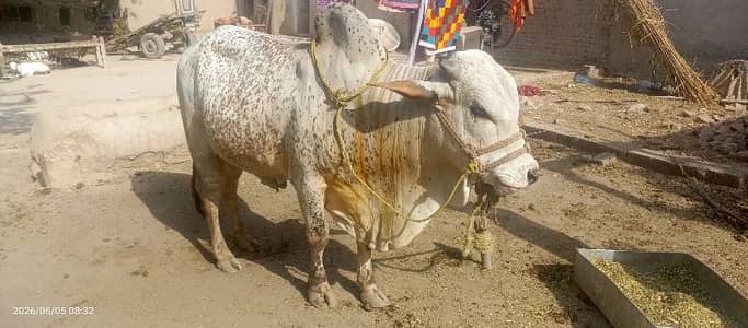 گائے کے بچے کی  فروخت - صحت مند، خوبصورت اور قیمتی بچھڑا،