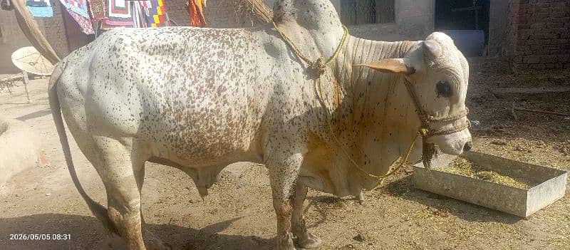 گائے کے بچے کی  فروخت - صحت مند، خوبصورت اور قیمتی بچھڑا، 4