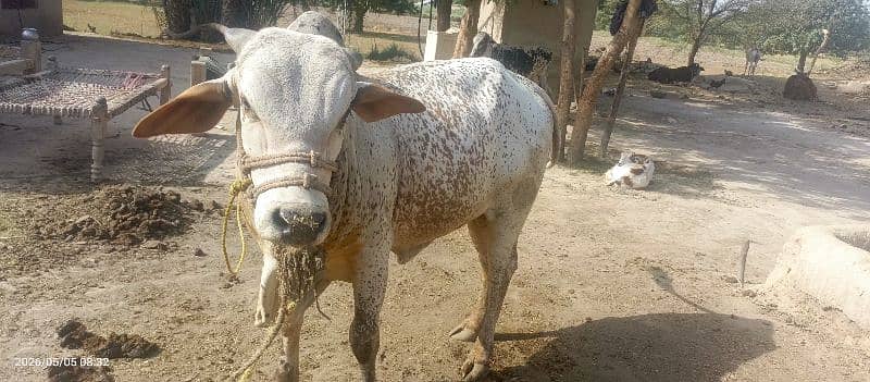 گائے کے بچے کی  فروخت - صحت مند، خوبصورت اور قیمتی بچھڑا، 6