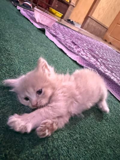 Persian kittens | Triple Coated | kittens | Persian cat | WHITE KITTEN