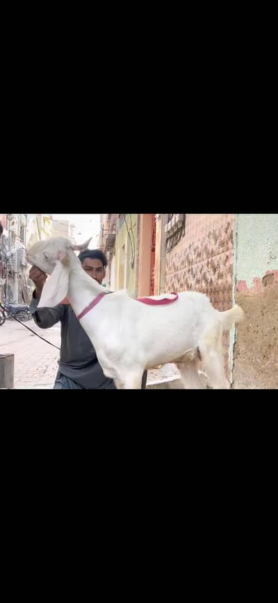 Pure gulabi breed bakra for qurbani