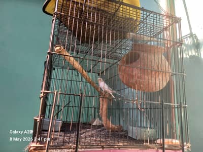 AUSTRALIAN PARROTS  with cage.