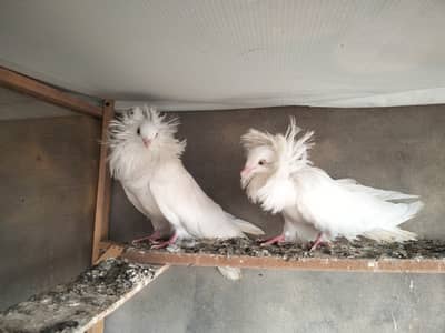 Jecobin & black fancy pigeons